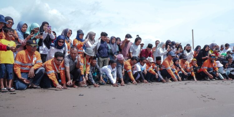 Dukung Keanekaragaman Hayati Laut, Agincourt Resources Siap Lepas 1.000 Tukik di Pantai Barat Muara Opu, Tapanuli Selatan