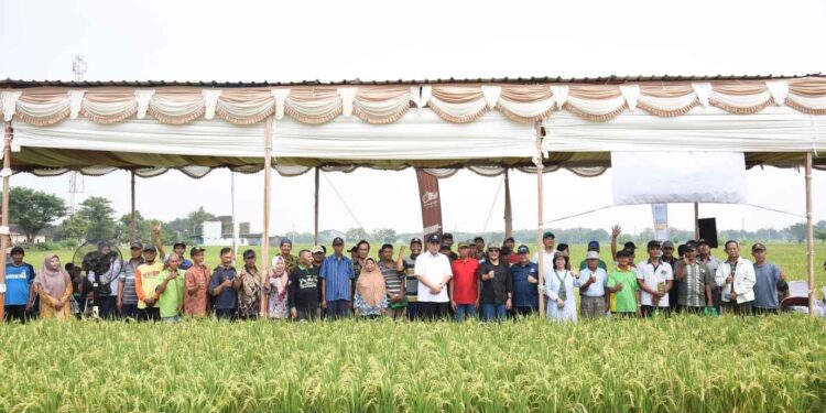 IPB University Luncurkan Provibio Botani: Pupuk Hayati Multiguna sebagai Solusi Pertanian Berkelanjutan