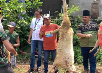 Pokja Konstituen Dewan Pers Provinsi Banten Sembelih Hewan Kurban, 25 Kambing 1 Sapi