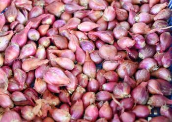 Taiwan Technical Mission Presentasi Panen Bawang di Sumatera Utara