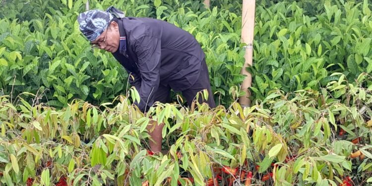 Baduy Lestari Mulai Bergerak, 70.000 Bibit Siap Didistribusikan ke Tanah Ulayat Baduy